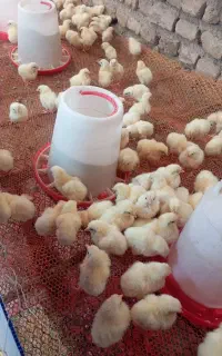 جوجه خروسک رنگ نشده و گوشتی رای 308