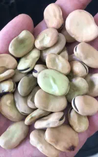 فروش عمده بذر باقلا فروش ویژه تضمین اصالت