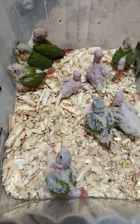 گرینچیک سرلاکی 1۰عدد بااهم