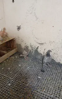 جوجه پلاکی