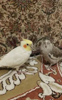 عروس هلندی