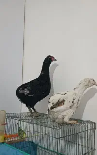 مرغ ارکانا
