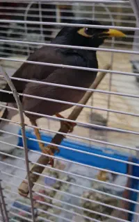 گمشده مرغ مینا همرا با مژدگانی