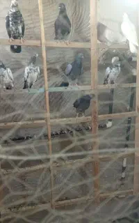 کبوتر