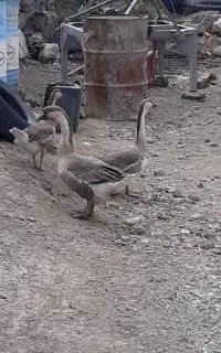 قو غاز آفریقایی اصل