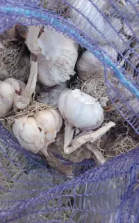 فروش سیر بذری