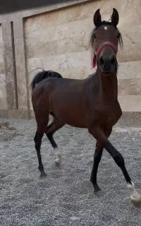 کره مادیان نوید بخش شکوهی تازه در اصطبل