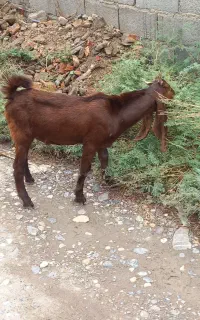 بز نر   .تکه