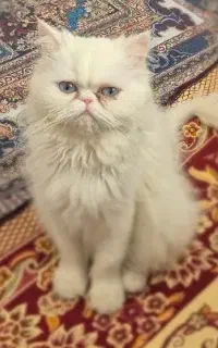 گربه پرشین
