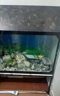 اکواریوم