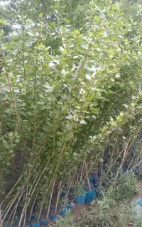 نهال صنوبر نیگرای یک‌ساله گلدانی زود بازده