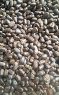کرچک