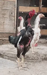 اوشامو