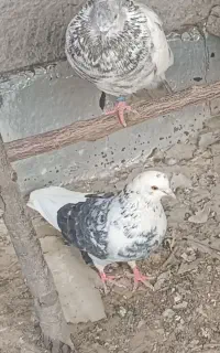 پرنده
