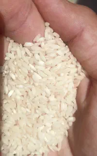 برنج عنبربو و شمشیری  درجه یک