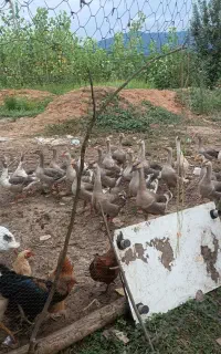 غاز و قو غاز  31 عدد