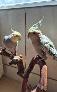 عروس هلندی جفت بالغ
