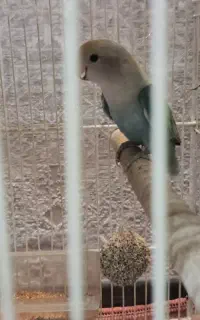 طوطی کوتوله