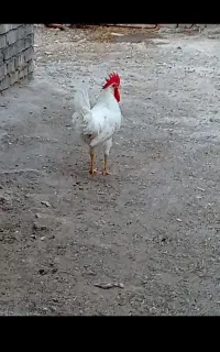 خروس