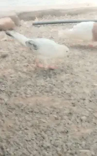 ماده سوسکی دم ترمه ماده گمشده
