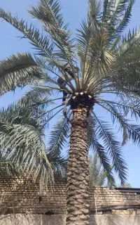 قطع نخل بریدن نخل هرس نخل گردافشانی لقاح سمپاشی
