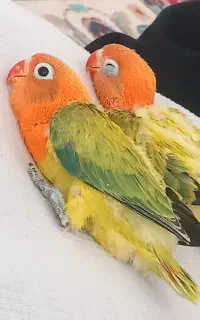 طوطی برزیلی گمشده