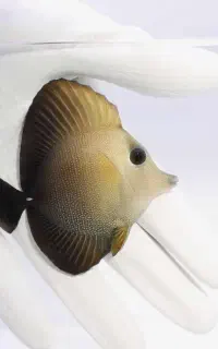 ماهی   جراح قهوه ای   اسکوپاس   ابشور