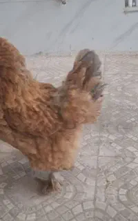 مرغ برهما 4 کیلویی برای نگهداری و ذبح