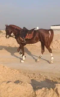 اسب دره شور کره قیام شیراز