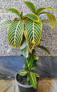 گل و گیاه
