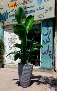 گل بزرگ تنه دار نخل نیکولای آمستر بزرگ کنار سالنی