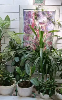 گل طبیعی آپارتمانی