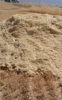 کاه جو