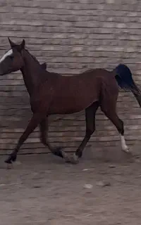 اسب مادیان