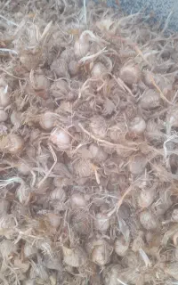 با سلام خدمت دوستان عزیز ارسال پیاز زعفران به سراس