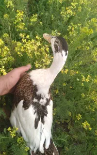 اردک تخم گذار