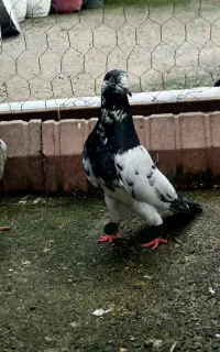 کبوتر غریب