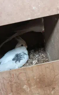 البینو خوشگل دوکت