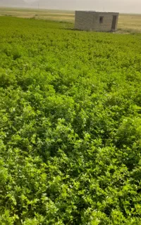 یونجه ساقه ریز گوسفندی