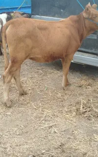 گاو جوان دورگ محلی