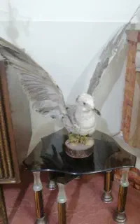 پرنده دکوری