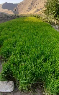 تولکی عنبر بو سیروان