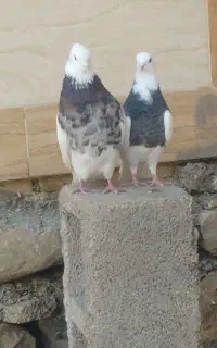 کبوتر طوقی
