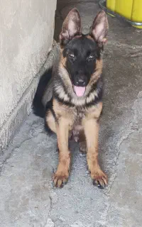سگ ژرمن