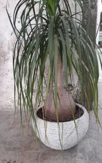 گل لیندا (نخل دم اسبی) به همراه گلدان