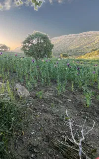 به دو کارگر  نیازمندیم برای فردا