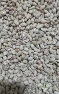 لوبیا چیتی زود رس