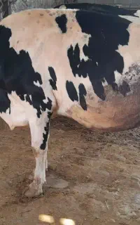 گاو
