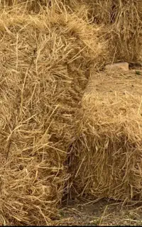 باسلام تعداد 124 کاه کلوش بازدید در بخش سنگر