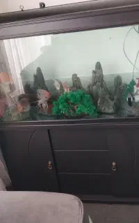 اکواریوم